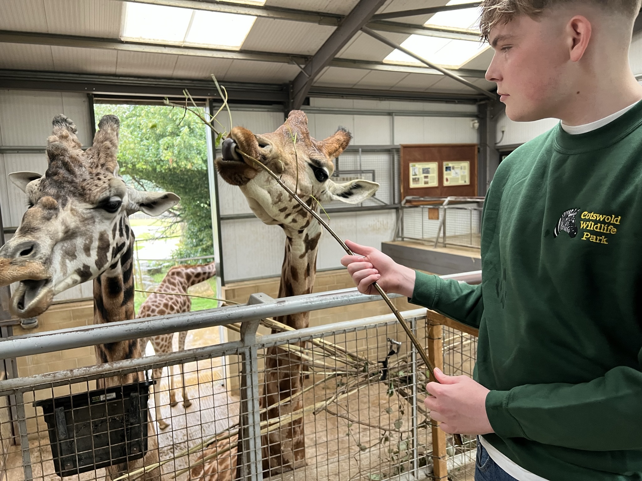 Cotswold Wildlife Park Jago and Giraffe