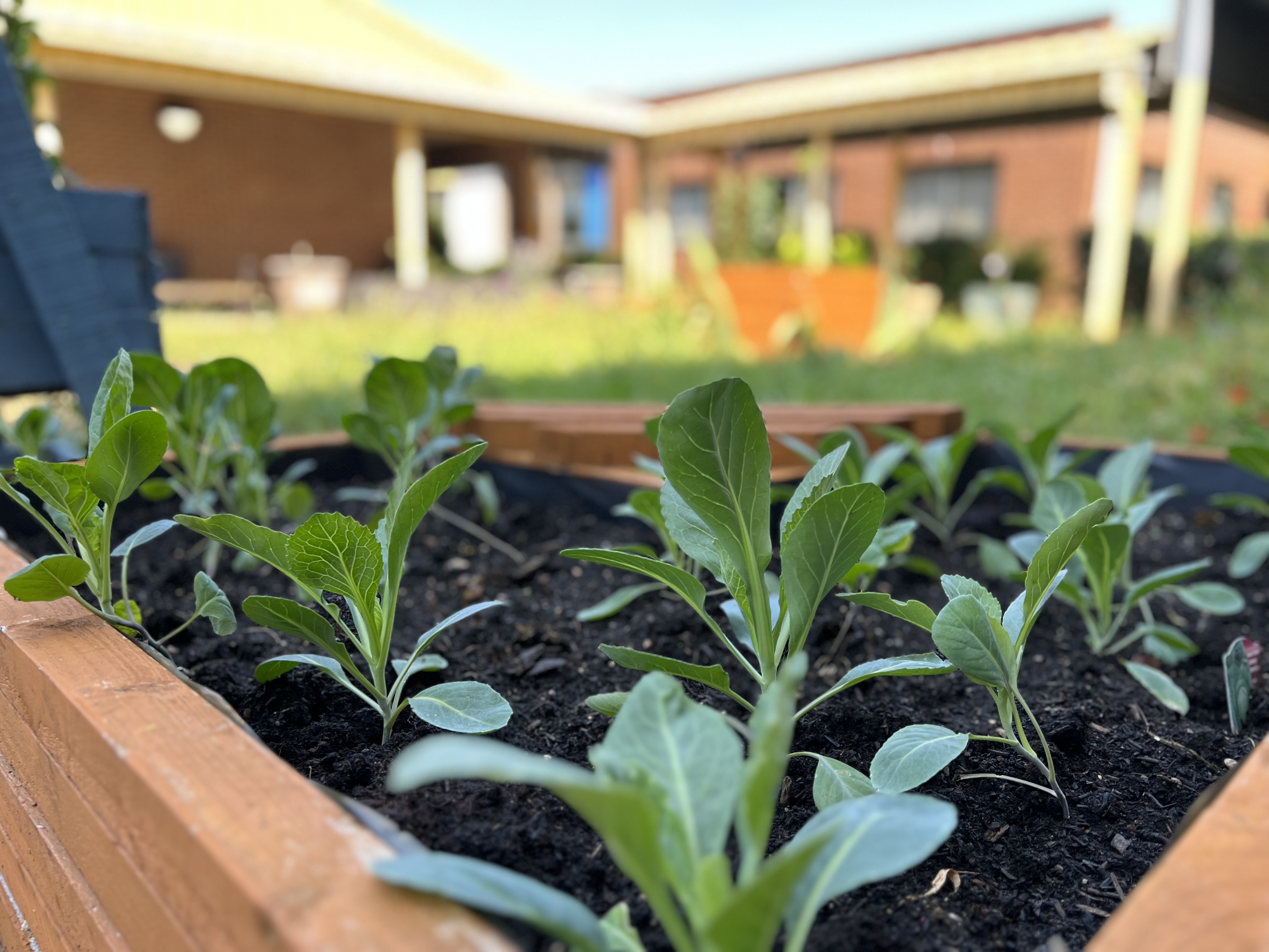 Wellness Garden - B&Q donation