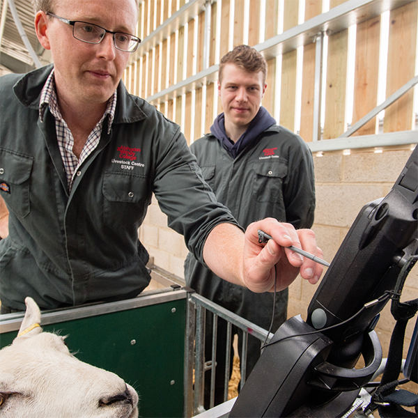 Livestock Technology Centre Sheep