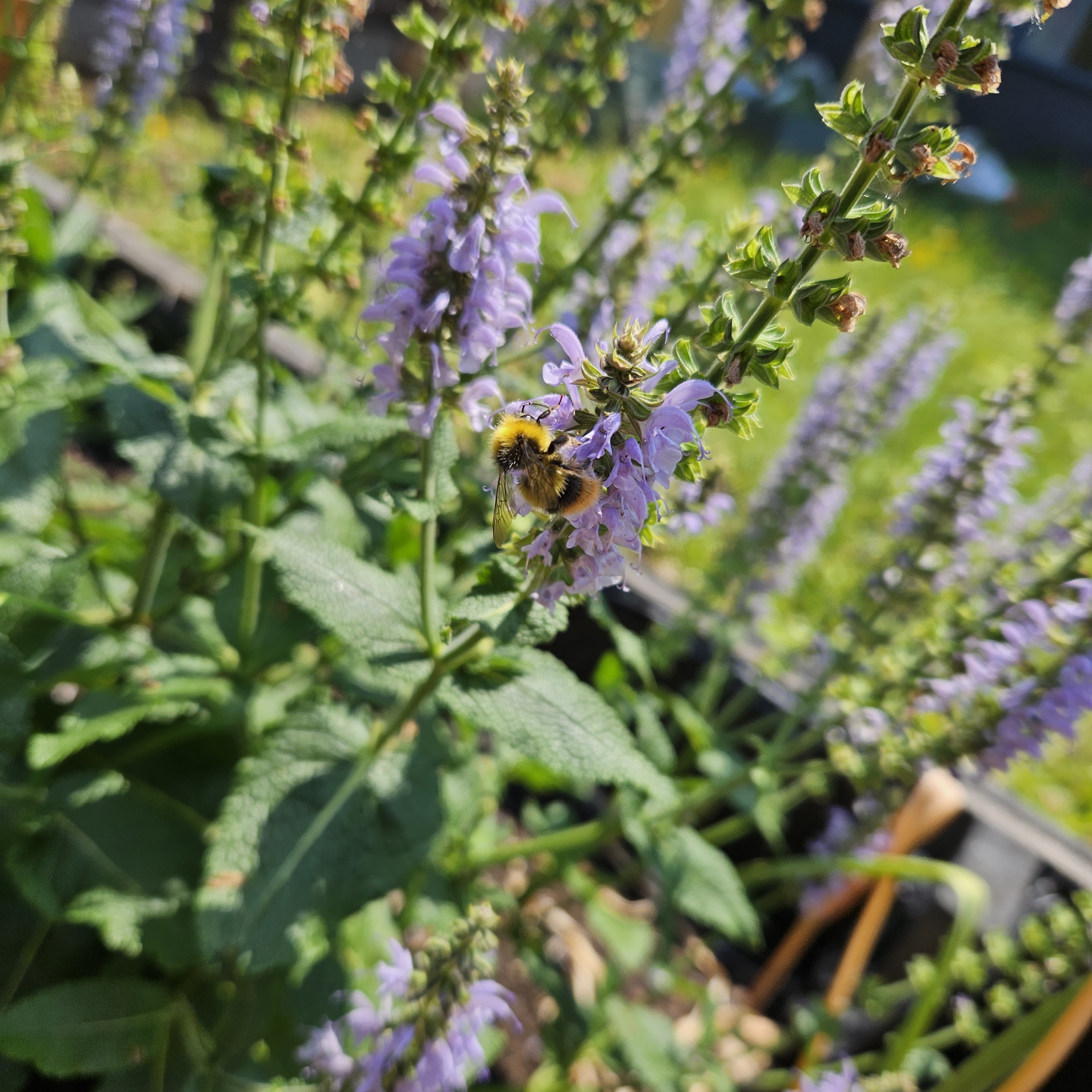 B&Q garden - Bee