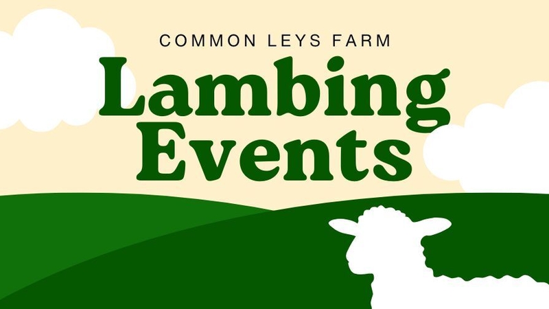 Common Leys Farm - Lambing Events