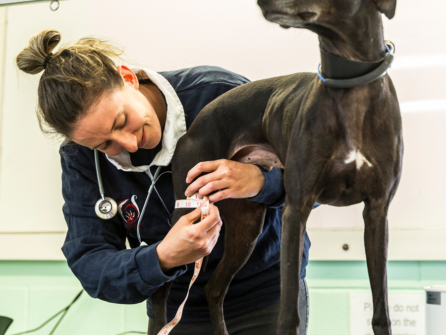 Animal Therapy & Rehabilitation FdSc and BSc (Hons)