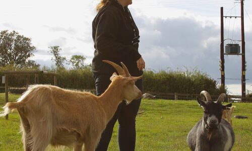 Animal Care & Management