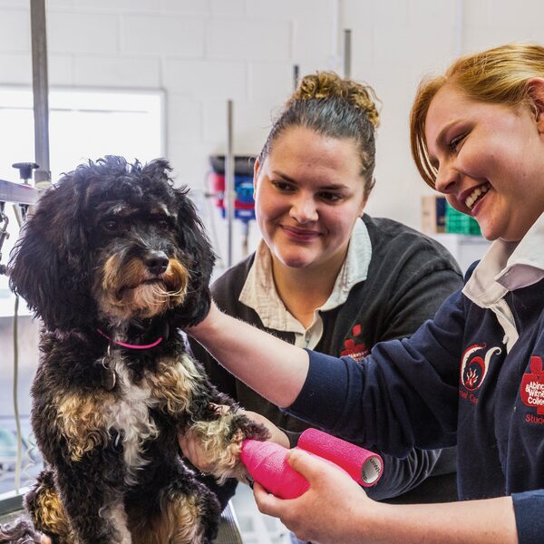 Animal Care & Management